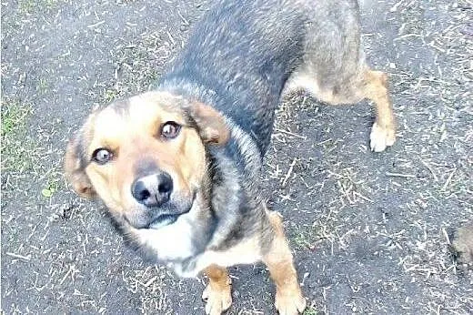 Żywiołowy Playboy, dusza towarzystwa do adopcji!, 
