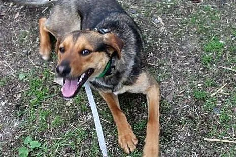 Żywiołowy Playboy, dusza towarzystwa do adopcji!, 