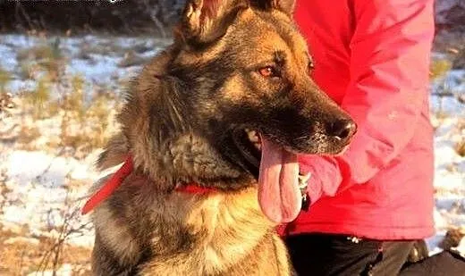 Jak owczarek niemiecki - piękna sunia SZUKA DOMU,