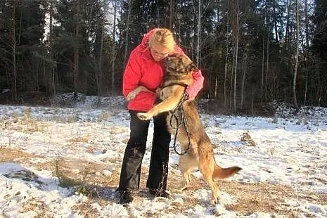 Jak owczarek niemiecki - piękna sunia SZUKA DOMU, 