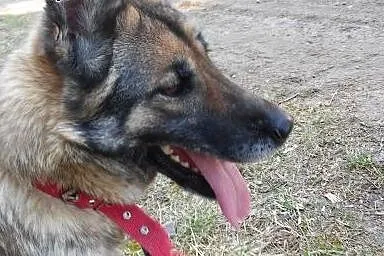 Jak owczarek niemiecki - piękna sunia SZUKA DOMU, 