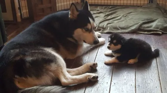 Szczenięta alaskan malamute... Whatsapp +37065391730, , london