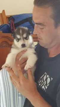 Szczenięta alaskan malamute... Whatsapp +37065391730, , london