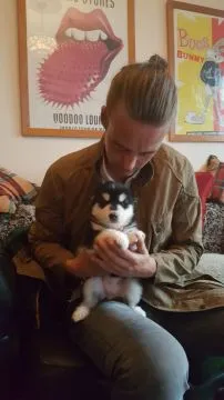Szczenięta alaskan malamute... Whatsapp +37065391730, , london