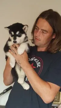 Szczenięta alaskan malamute... Whatsapp +37065391730, , london
