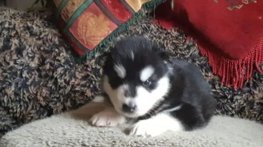 Szczenięta alaskan malamute... Whatsapp +37065391730