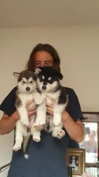 Szczenięta alaskan malamute... Whatsapp +37065391730, , london