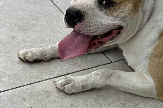 Pies rasy amstaff