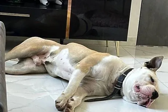 Pies rasy amstaff, Łódzkie, Pajęczno