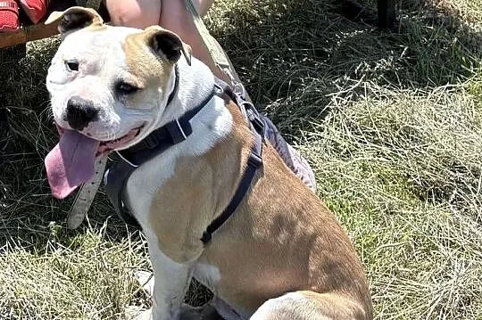 Pies rasy amstaff, Łódzkie, Pajęczno