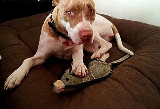 Czerwono-nosa suczka pit bull - prawdziwa przylepk