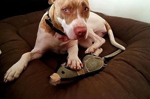Czerwono-nosa suczka pit bull - prawdziwa przylepk