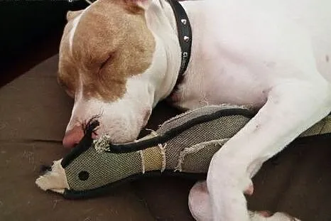Czerwono-nosa suczka pit bull - prawdziwa przylepk