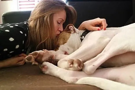 Czerwono-nosa suczka pit bull - prawdziwa przylepk