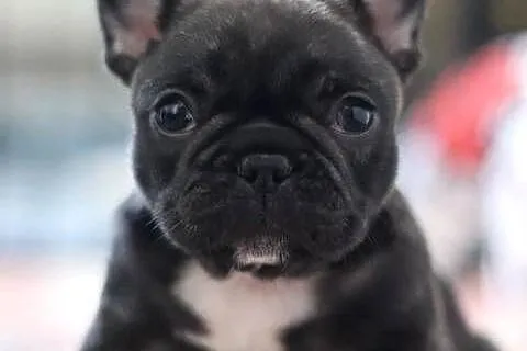 Buldog francuski ZKwP