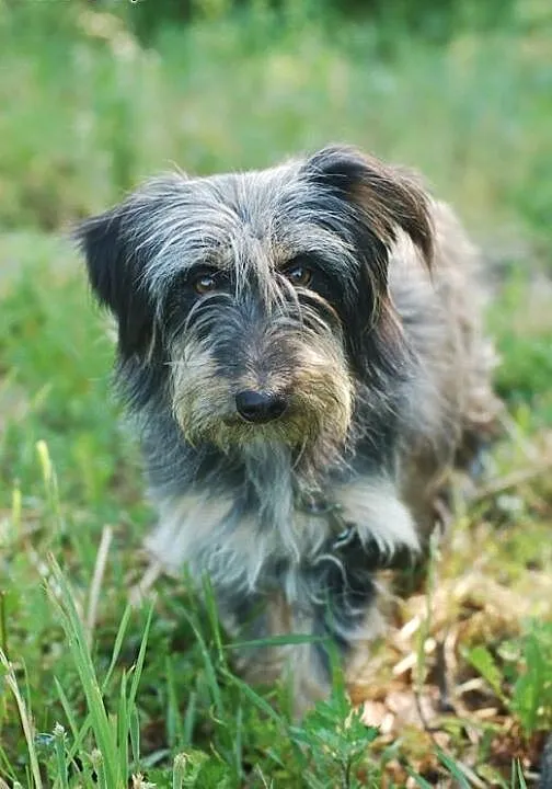 Sonia- sznaucero jamnik do adopcji, Kundelki cała