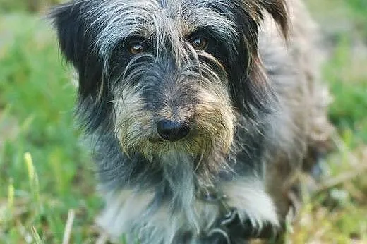 Sonia- sznaucero jamnik do adopcji,  Kundelki cała