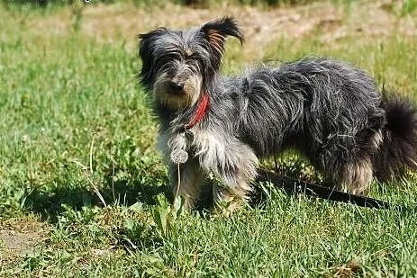 Sonia- sznaucero jamnik do adopcji,  Kundelki cała