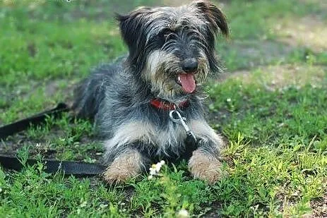 Sonia- sznaucero jamnik do adopcji,  Kundelki cała