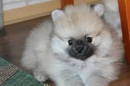 Szpic miniaturowy pomeranian