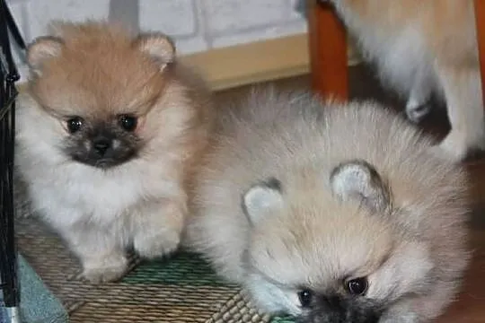Szpic miniaturowy pomeranian, Opolskie, Zdzieszowice