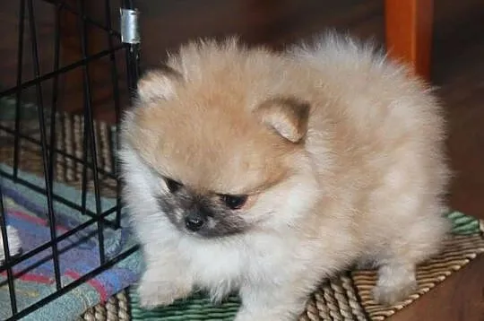 Szpic miniaturowy pomeranian, Opolskie, Zdzieszowice