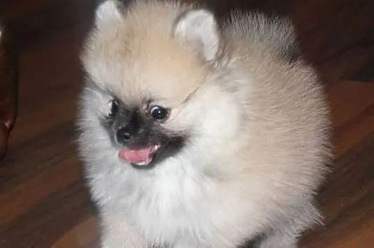Szpic miniaturowy pomeranian, Opolskie, Zdzieszowice
