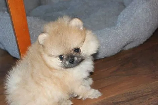 Szpic miniaturowy pomeranian, Opolskie, Zdzieszowice
