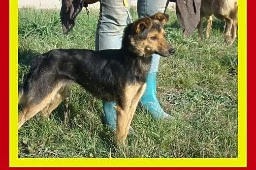 Mała,delikatna,mislusia,sympatyczna,suczka BOBINKA