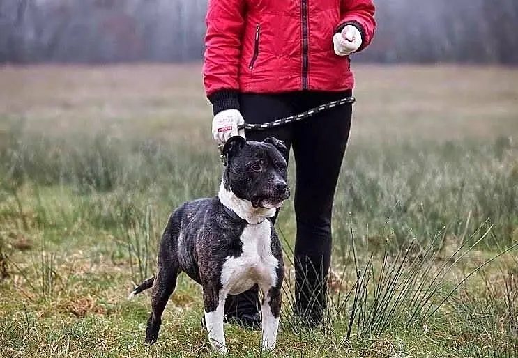 Spokojny, rozważny GUSTAW czeka na człowieka przyj