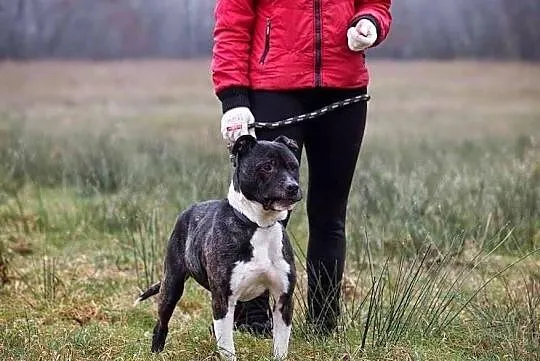 Spokojny, rozważny GUSTAW czeka na człowieka przyj