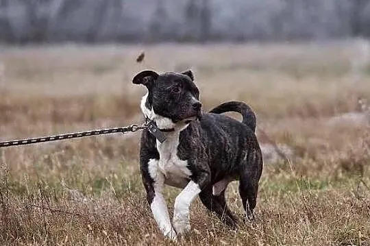 Spokojny, rozważny GUSTAW czeka na człowieka przyj