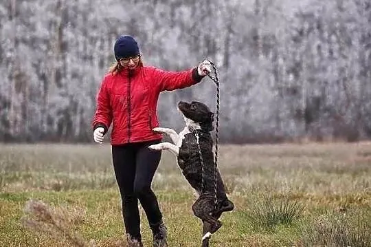 Spokojny, rozważny GUSTAW czeka na człowieka przyj