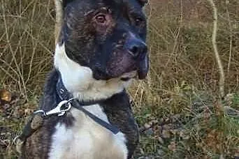 Spokojny, rozważny GUSTAW czeka na człowieka przyj