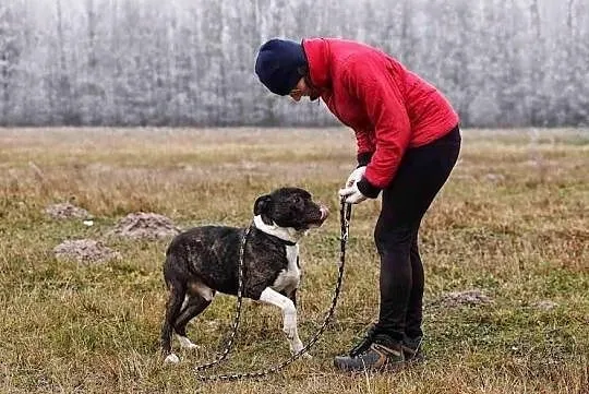 Spokojny, rozważny GUSTAW czeka na człowieka przyj