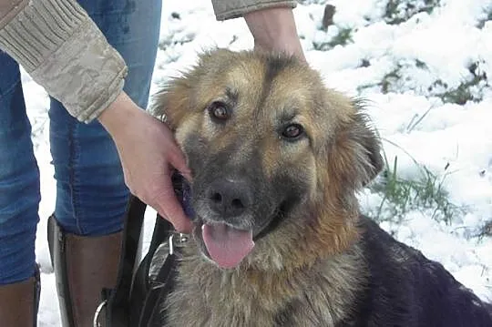 Sara - Przylepka w typie ONka szuka domu