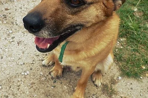 Wedel – mega słodki psiak do adopcji,  małopolskie Kraków