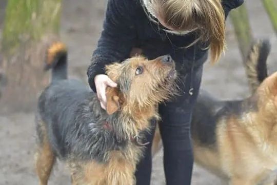 Wezyr, szorstkowłosy psiak szuka odpowiedzialnego 