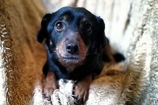 NADA,7kg,mała,młoda,łagodna,delikatna,sterylizowana suczka.ADOPCJA, Mazowieckie, Warszawa