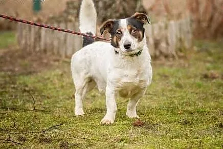 Rezolutny Fokus, niewielki, młodziutki psiak do adopcji,  Kundelki cała Polska