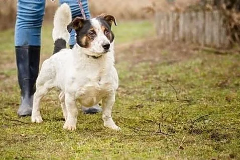 Rezolutny Fokus, niewielki, młodziutki psiak do ad