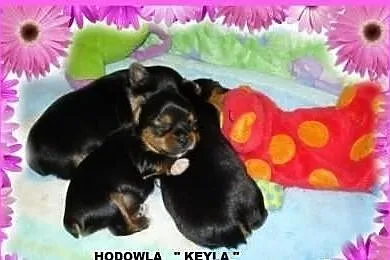 *** Yorki Śliczne Bardzo Maleńkie Pieski XXXS - Ol