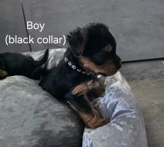 Szczenięta Yorkshire Terrier... napisz do mnie na WhatsApp: +44 7453 907158, , Toruń Włościański