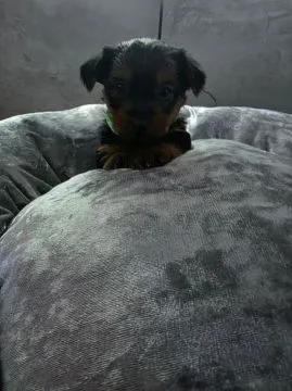 Szczenięta Yorkshire Terrier... napisz do mnie na WhatsApp: +44 7453 907158, , Toruń Włościański