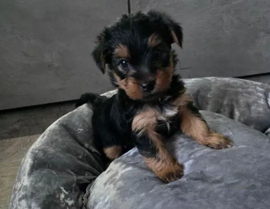 Szczenięta Yorkshire Terrier... napisz do mnie na WhatsApp: +44 7453 907158, , Toruń Włościański