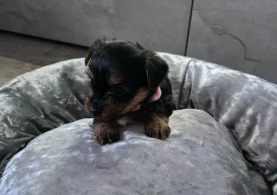 Szczenięta Yorkshire Terrier... napisz do mnie na WhatsApp: +44 7453 907158, , Toruń Włościański