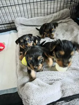 Szczenięta Yorkshire Terrier... napisz do mnie na WhatsApp: +44 7453 907158
