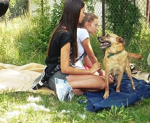 Wedel - sympatyczny rudzielec od zaraz do adopcji,