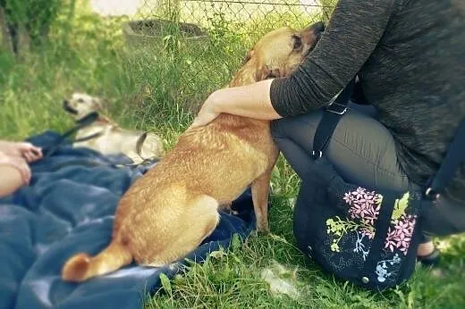 Wedel - sympatyczny rudzielec od zaraz do adopcji,
