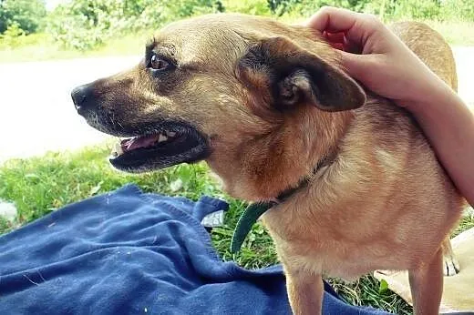 Wedel - sympatyczny rudzielec od zaraz do adopcji,